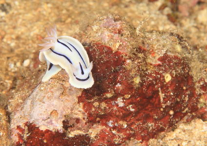 海峡 水下 裸鳃 苏拉威西 自然 洛奇 底部 海底 印度尼西亚