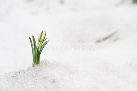 白底雪莲