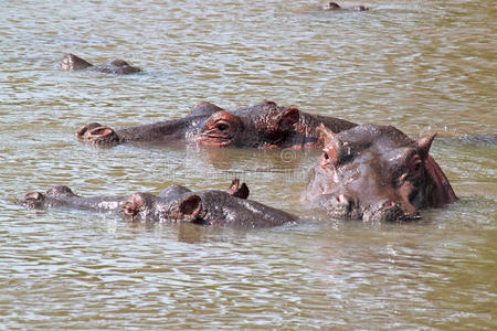 游戏 开车 威尔登 超重 非洲 储备 坦桑尼亚 游泳 河马