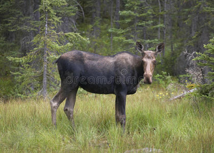 森林 木材 加拿大 驼鹿 自然 野生动物 孤独的 荒野 风景
