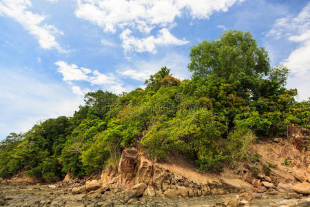 岩石海岸上的绿色森林