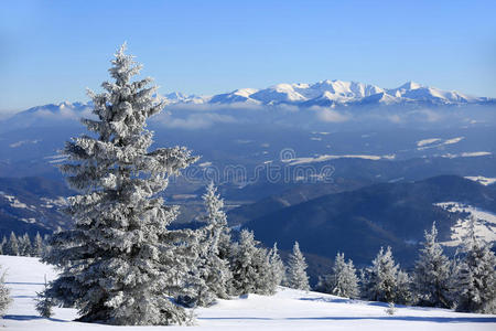 天空 假期 全景 自然 风景 欧洲 松木 斯洛伐克 全景图