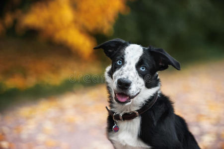 朋友 眼睛 树叶 犬科动物 肖像 边境 繁殖 可爱极了 幼犬