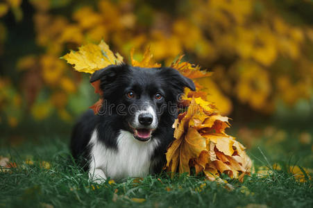 动物 期望 喘气 美丽的 牧羊犬 犬科动物 眼睛 小狗 有趣的