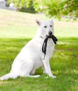 纯种白色瑞士牧羊犬，嘴里叼着皮带