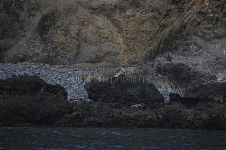 狮子 海岸 海滩 岩石 地质 海洋 岛屿 加利福尼亚