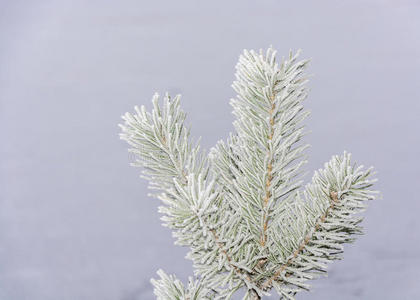 美丽的 雪花 明信片 分支 祝贺 圣诞节 俄罗斯 自然 新的