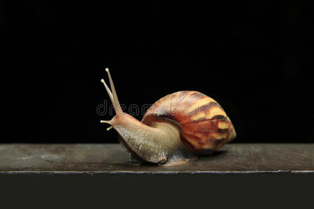 盖罩大蜗牛照片