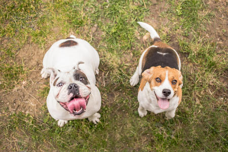 英国斗牛犬和比格犬