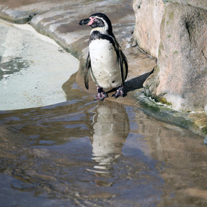 南极 南极洲 海岸 漂亮的 可爱的 固定 寒冷的 站立 企鹅