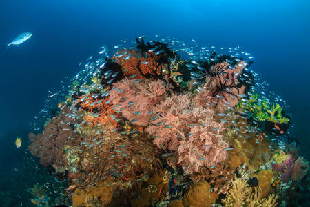 热带珊瑚礁上五颜六色的玻璃鱼尖