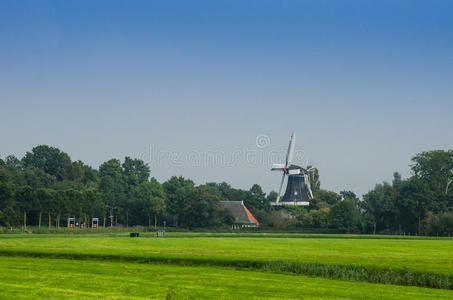 荷兰 牧场 农场 旅行 农田 风车 欧洲 建筑 农业 领域