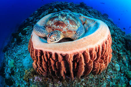 加勒比 潜水 美丽的 假日 环境 冒险 底部 吉利 水族馆