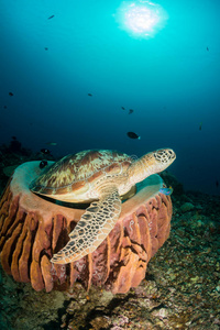 埃及 保护 爆发 生态系统 吉利 加勒比 澳大利亚 水族馆