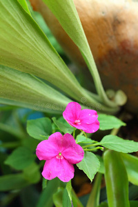 公园里一朵粉红色的芙蓉花