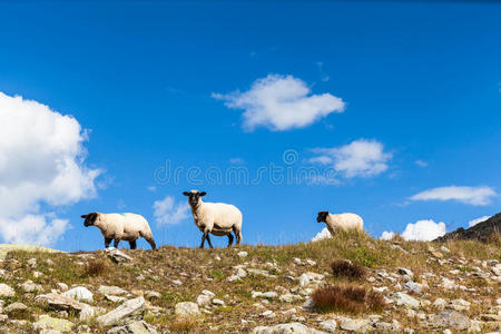 瑞士阿尔卑斯山的一群羊
