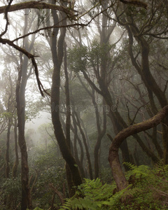 特内里费的阿纳加雨林