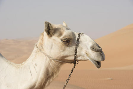 骆驼在侧面，白骆驼在沙漠
