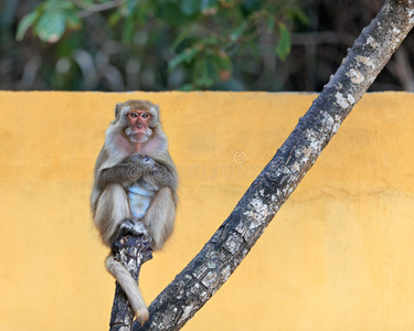 眼睛 生活 猴子 耳朵 分支 外部 森林 丛林 动物群 公园