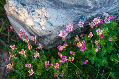 自然 吸引力 生态学 美女 开花 花瓣 花的 风景 颜色