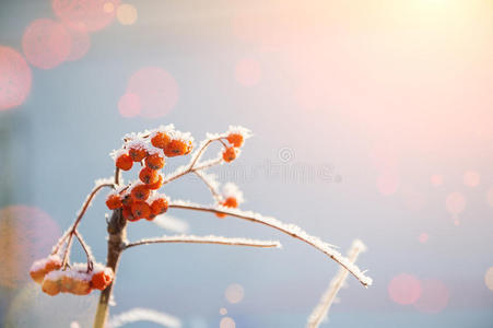 公园 一月 白霜 季节 新的 圣诞节 假日 风景 自然 波基