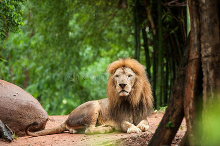 外部 肖像 美丽的 自然 野兽 哺乳动物 动物 狮子 食肉动物