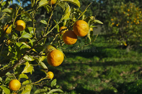 美味的 收获 果汁 分支 颜色 环境 树林 花园 行业 柑橘