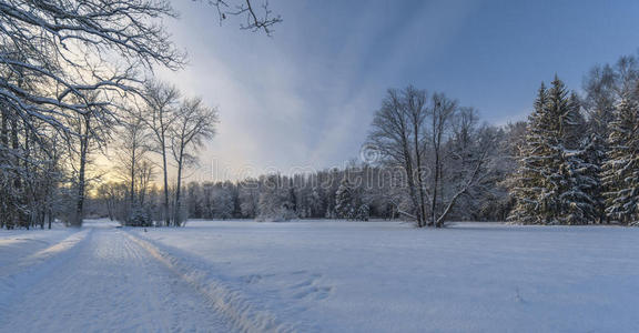 冬天 针叶树 小巷 风景 冷杉 阳光 寒冷的 森林 白霜