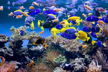 新英格兰水族馆图片-新英格兰水族馆素材-新英格兰水族馆插画-摄图新