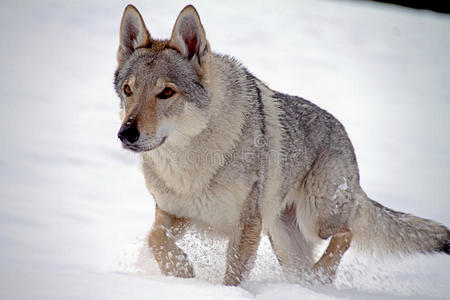 捷克斯洛伐克狼狗照片