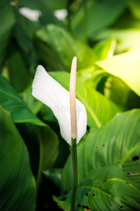 花的 开花 美女 医学 特写镜头 和平 花园 植物区系 春天