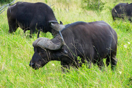 克鲁格国家公园的水牛
