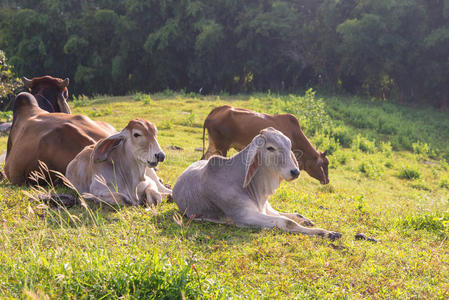 牛奶 农田 自然 牲畜 乳制品 土地 奶牛 广场 环境 哺乳动物