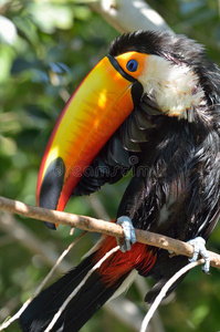 图肯户外ramphastos Sulfuratus