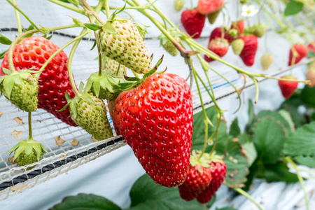 草莓栽培的植物图片