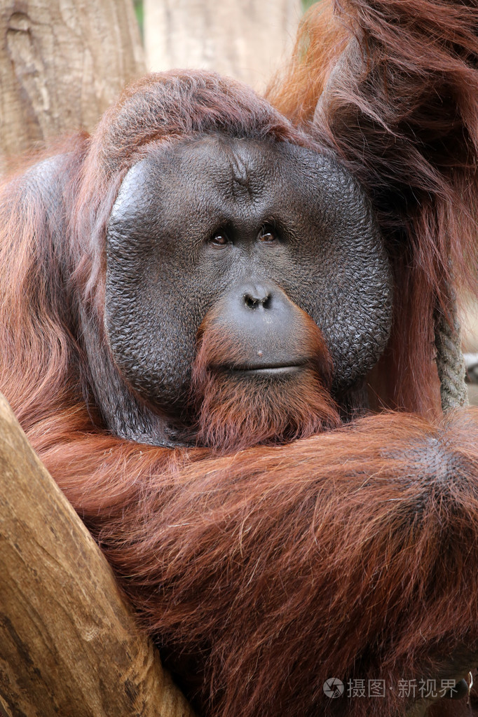雄性红毛猩猩图片