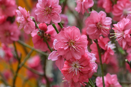 日本杏开花