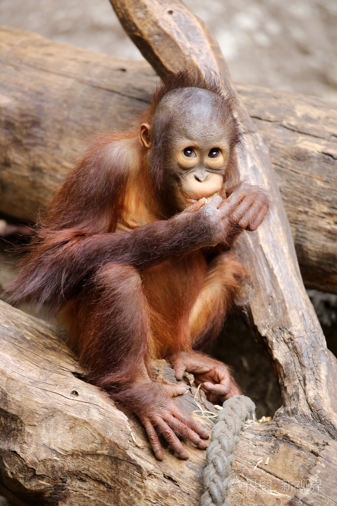 红毛猩猩坐在树上