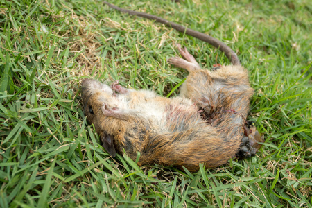 大鼠恐惧症一只死老鼠照片