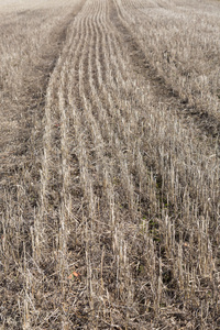 灰色纹理背景与参考线上。斜面的干小麦茎