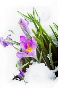 紫色的番红花在洁白的雪地上