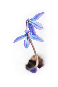 在白雪的春天蓝色的花朵
