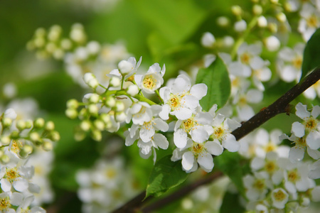 苹果鲜花特写