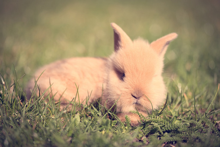 一只小兔子的旧照片图片