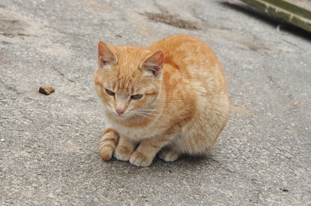 红发, 悲伤, 被冒犯的猫