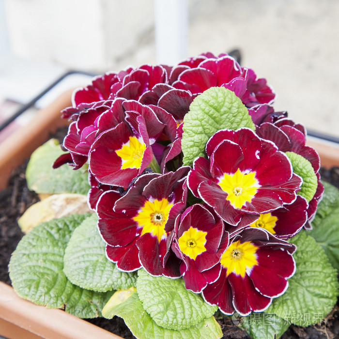 在束红色紫罗兰