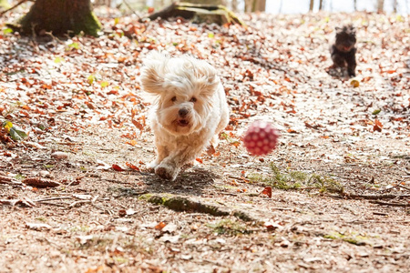 犬种去年成为狗跑和跳