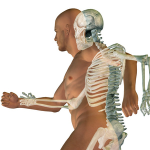 人体解剖与骨骼