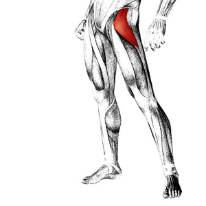 人类的大腿解剖图片