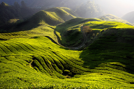 在早上的茶叶种植园